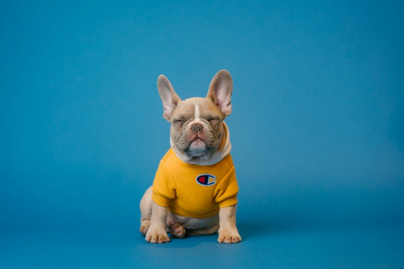 Spa Pet com Ozonioterapia