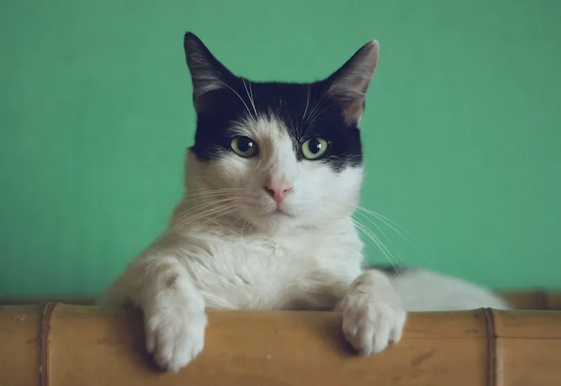 Banho Felino Cat Friendly com Toalhas Mornas